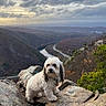 dog, rock, mountain, river, landscape, cloud, sky, nature, outdoor, scenic, adventure, animal, pet, curly_fur, wilderness, hiking, tree, valley, daylight, wildlife