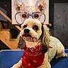 dog, small_dog, bandana, red_bandana, fur, fluffy, indoor, portrait, artwork, painting, glasses, blue_surface, pet, animal, cute, decor, stairs, wall, cozy, relaxed