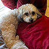 dog, white_dog, curly_fur, pet, cushion, red_pillow, indoor, cozy, resting, sleepy, fur, cute, animal, companion, relaxing, home, closeup, portrait, soft_texture, comfort