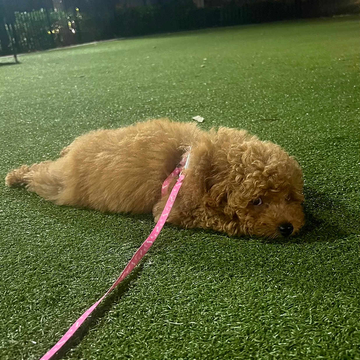 Tiki joined the competition — help win amazing prizes! accessories, animal, canine, dog, grass, head, lawn, leash, nature, person, pet, plant, poodle, puppy, racket, sport, strap, tennis, tennisracket, terrier