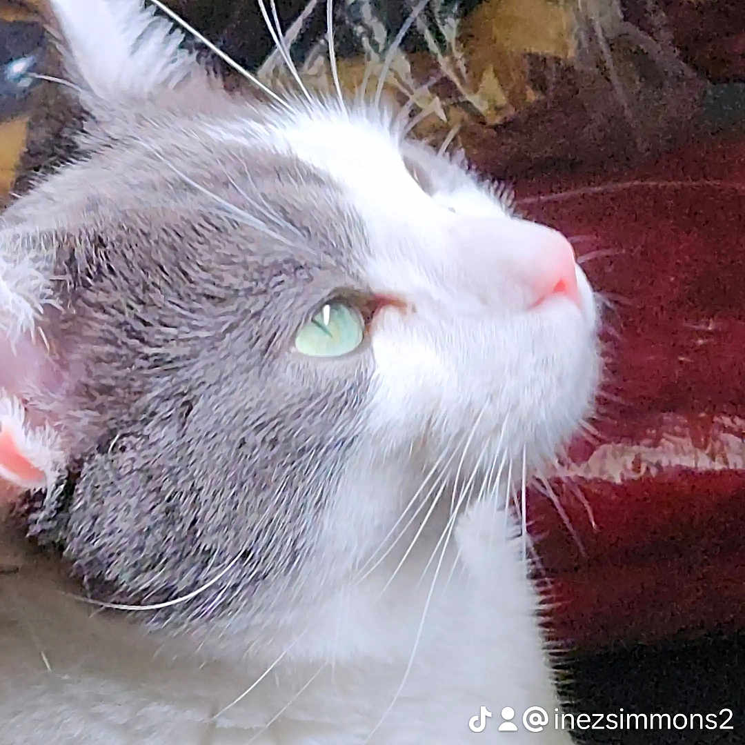 Loulou is registered to the contest to win money with this photo: abyssinian, angora, animal, bodypart, cat, electronics, face, hardware, head, kitten, manx, mouth, person, pet, photography, portrait, siamese, sleeping, snout, white
