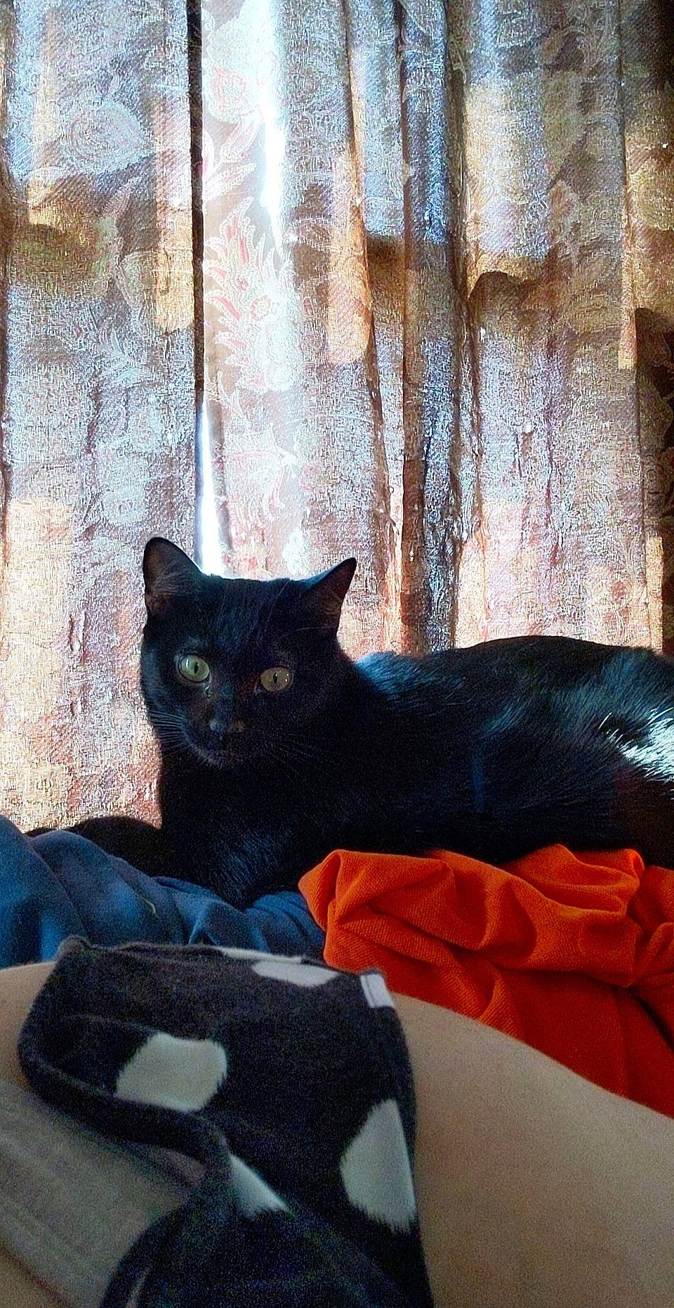 Jax is registered to the contest to win money with this photo: asian, black_cat, bombay, british_shorthair, carnivore, cat, chartreux, domestic_short_haired_cat, felidae, korat, small_to_medium_sized_cats, tail, whiskers