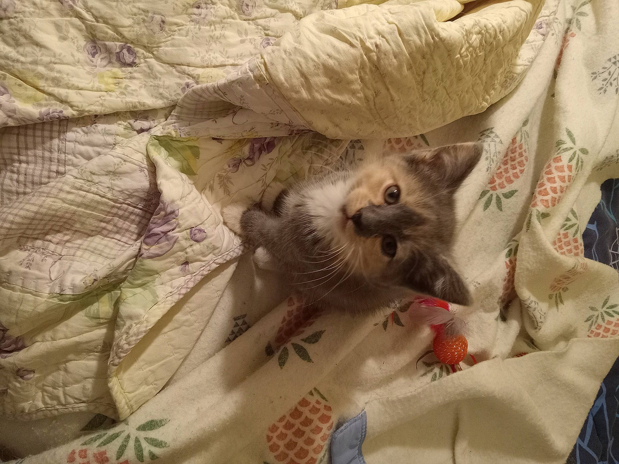 Trinny joined the competition — help win amazing prizes! bed_sheet, canidae, carnivore, cat, claw, domestic_short_haired_cat, fawn, felidae, fur, linens, pattern, paw, plant, room, small_to_medium_sized_cats, tail, textile, toy_dog, whiskers, wood