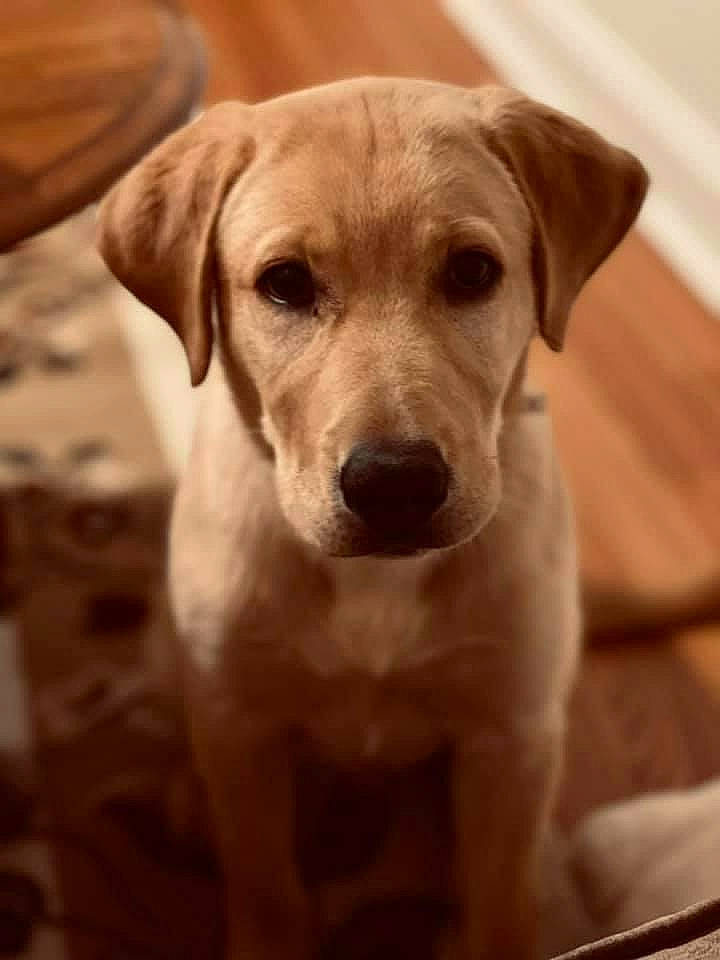 Boston is registered to the contest to win money with this photo: canidae, carnivore, circle, companion_dog, dog, dog_breed, ear, eye, fawn, flooring, fur, labrador_retriever, puppy, snout, sporting_group, terrestrial_animal, whiskers, wood, working_animal, wrinkle