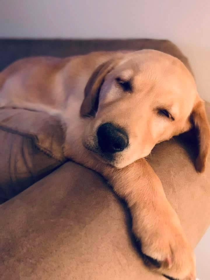 Boston is registered to the contest to win money with this photo: canidae, carnivore, chair, comfort, companion_dog, dog, dog_breed, dog_supply, ear, fawn, flooring, fur, happy, paw, snout, sporting_group, tail, whiskers, wood, working_animal