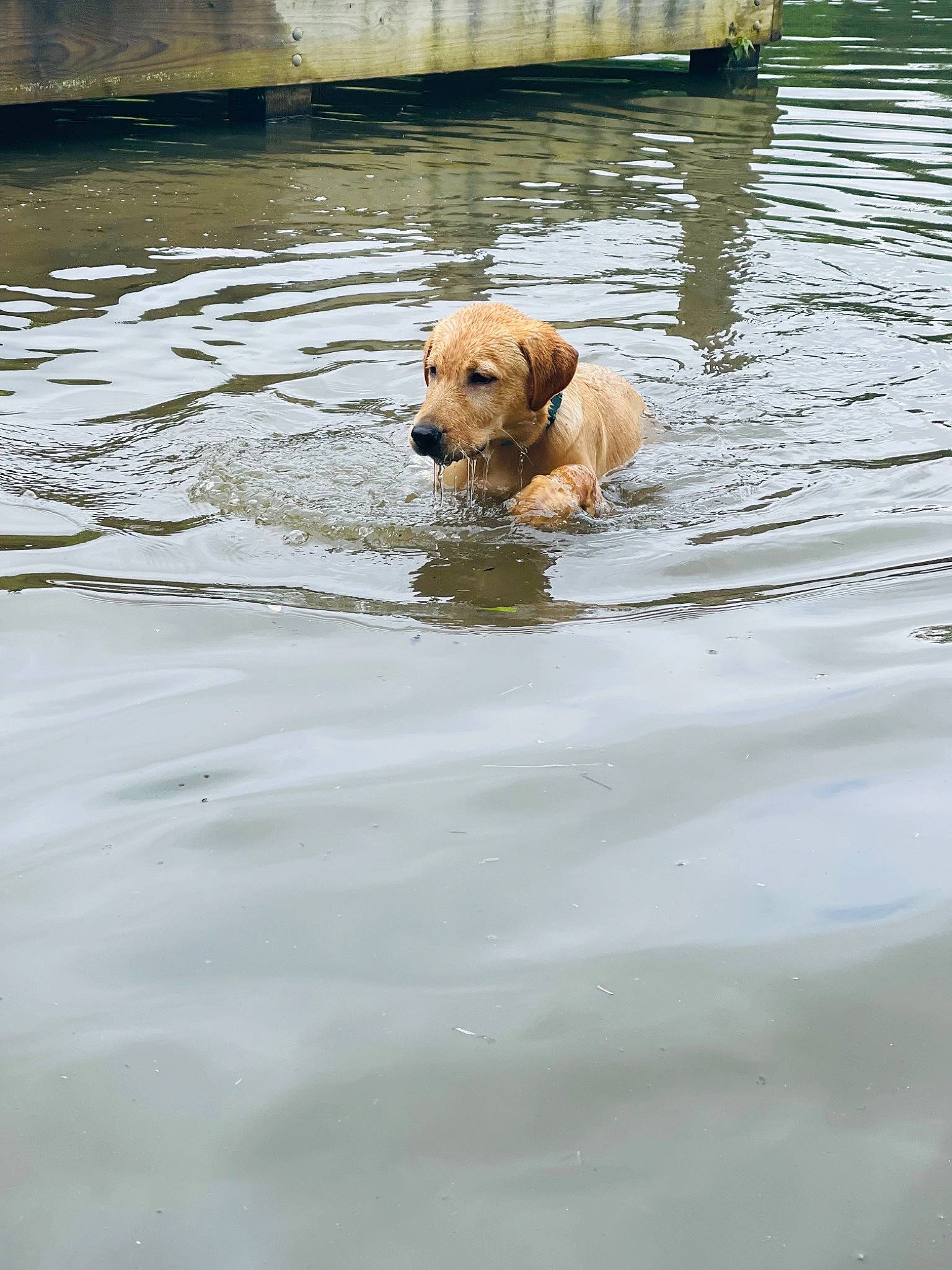 Boston joined the competition — help win amazing prizes! canidae, carnivore, collar, companion_dog, dog, dog_breed, dog_collar, fawn, gun_dog, lake, liquid, liver, pet_supply, reflection, retriever, snout, sporting_group, tail, water, working_animal