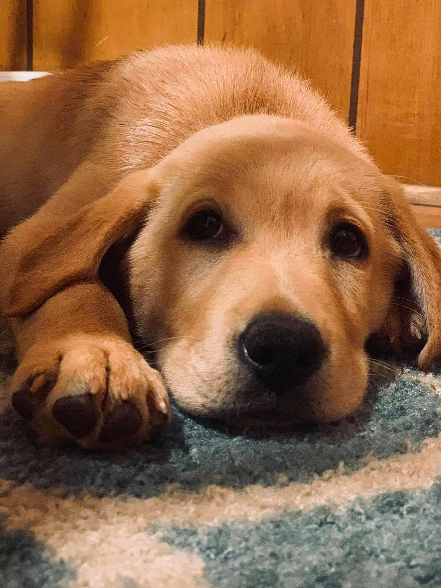 Boston joined the competition — help win amazing prizes! bored, canidae, carnivore, companion_dog, dog, dog_breed, ear, fawn, fur, natural_material, retriever, snout, sporting_group, terrestrial_animal, whiskers, wood, working_animal