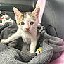 kitten, cat, animal, pet, feline, blanket, car_seat, indoor, close_up, cute, small, young, fur, whiskers, ears, eyes, soft, cozy, curious, comfort