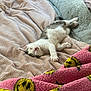 kitten, sleeping, blanket, cozy, soft, comfort, indoor, pet, furry, cute, resting, pink, yellow, pattern, texture, relaxation, fur, small, animal, bed