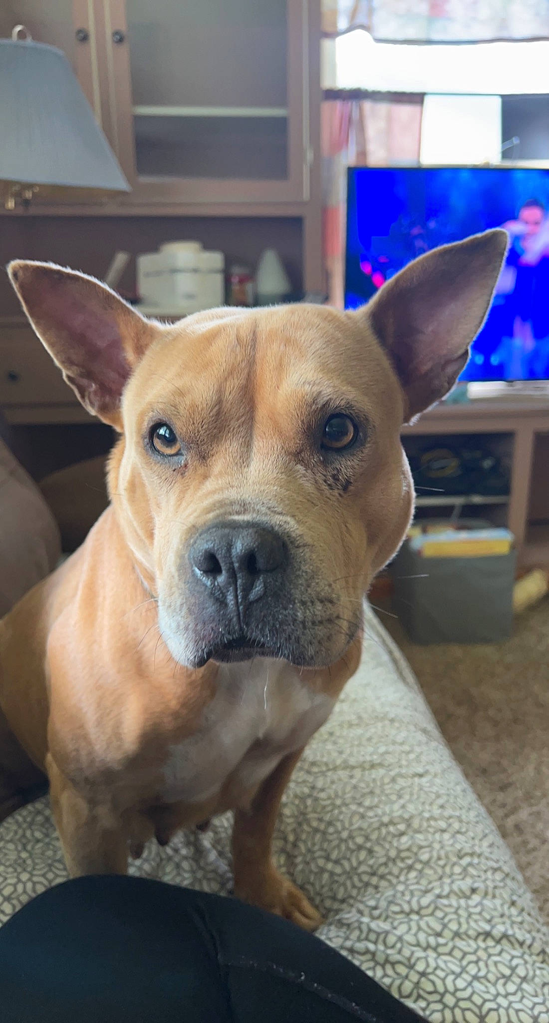 Lulu Grace is registered to the contest to win money with this photo: ancient_dog_breeds, canidae, carnivore, collar, companion_dog, dog, dog_breed, dog_collar, ear, fawn, fur, non_sporting_group, snout, sporting_group, terrestrial_animal, whiskers, working_animal, working_dog