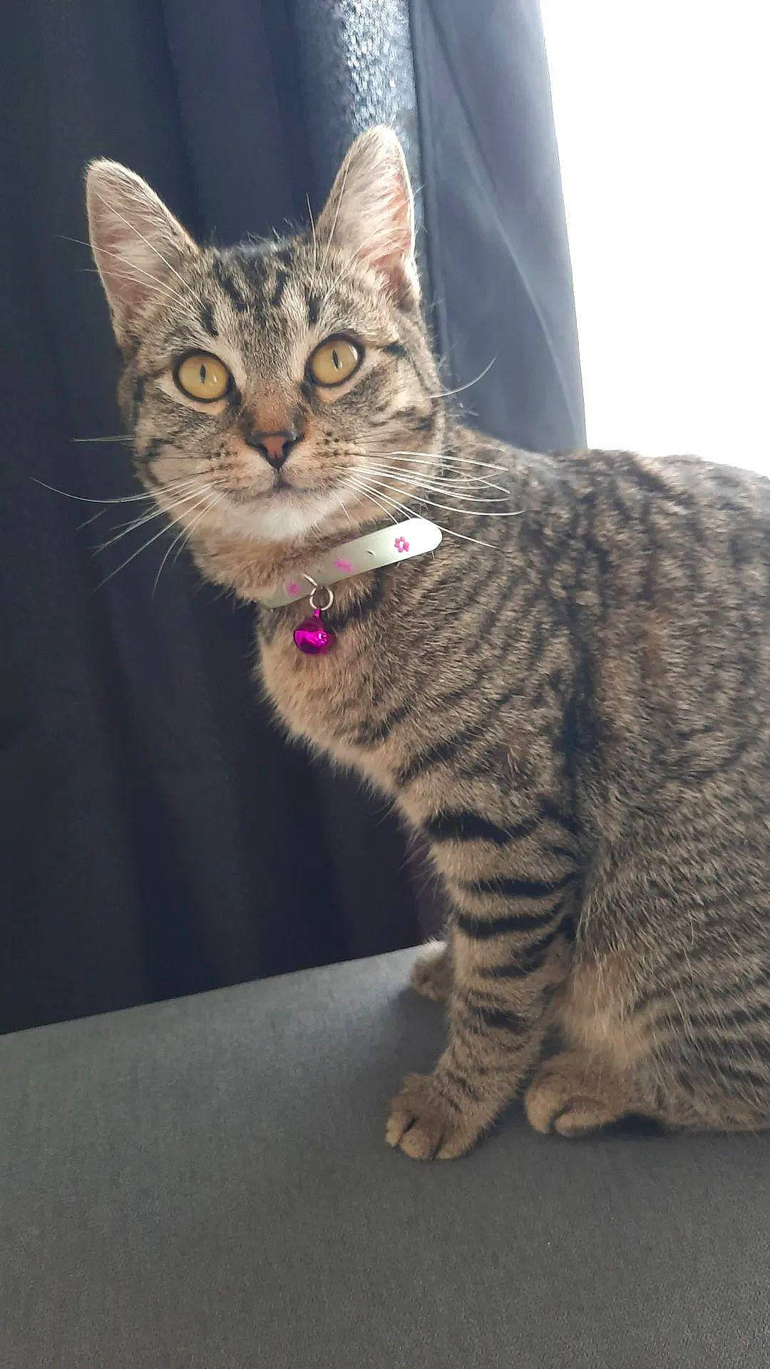 Twiste a rejoint le concours — aidez-le/la à gagner de superbes lots ! carnivore, cat, collar, domestic_short_haired_cat, felidae, fur, iris, paw, sitting, small_to_medium_sized_cats, snout, tail, terrestrial_animal, whiskers