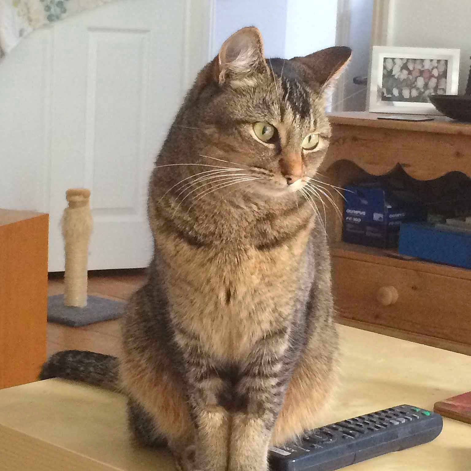 Cleo