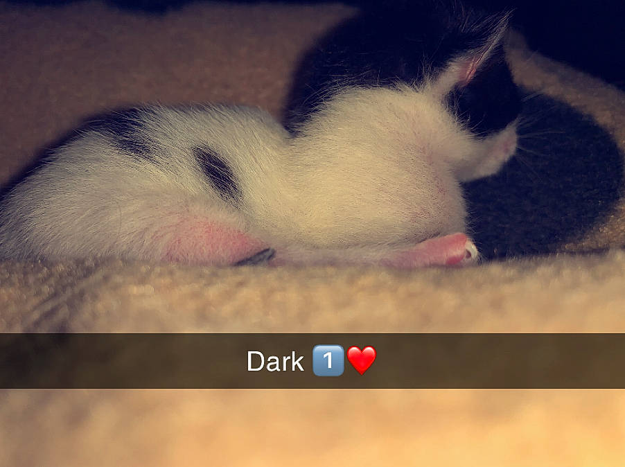 Dark participe au concours pour gagner de l'argent avec cette photo : carnivore, cat, felidae, fur, nose, paw, photo_caption, photography, skin, sky, small_to_medium_sized_cats, snout, tail, whiskers