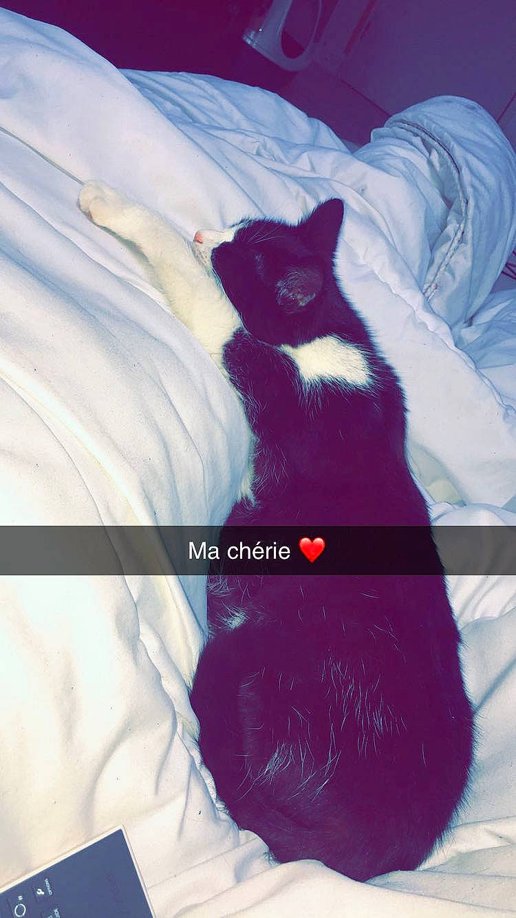 Iris participe au concours pour gagner de l'argent avec cette photo : black_cat, canidae, carnivore, cat, felidae, kitten, small_to_medium_sized_cats, whiskers