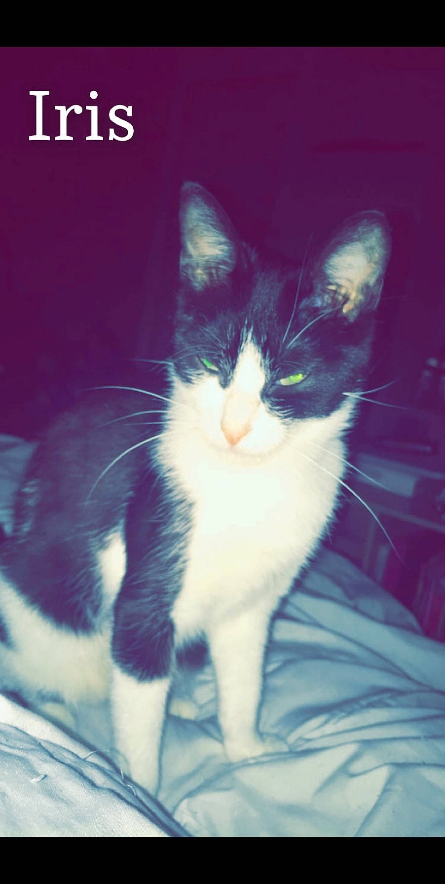 Iris a rejoint le concours — aidez-le/la à gagner de superbes lots ! aegean_cat, american_wirehair, carnivore, cat, domestic_short_haired_cat, european_shorthair, felidae, kitten, photo_caption, polydactyl_cat, small_to_medium_sized_cats, tail, turkish_angora, whiskers