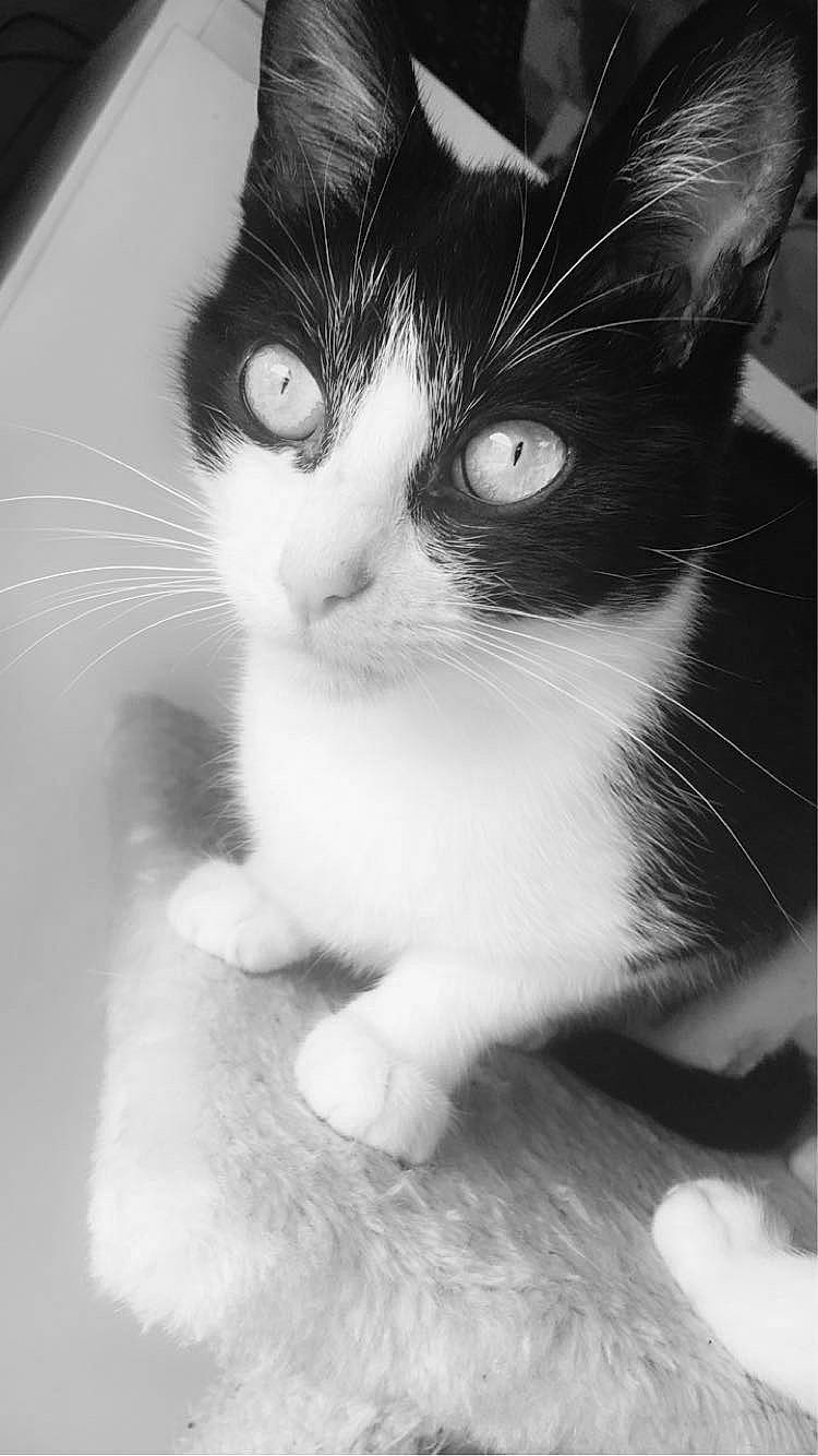 Iris a rejoint le concours — aidez-le/la à gagner de superbes lots ! aegean_cat, american_wirehair, black, black_and_white, carnivore, cat, domestic_short_haired_cat, eye, felidae, fur, kitten, monochrome_photography, nose, photography, polydactyl_cat, skin, small_to_medium_sized_cats, snout, whiskers, white