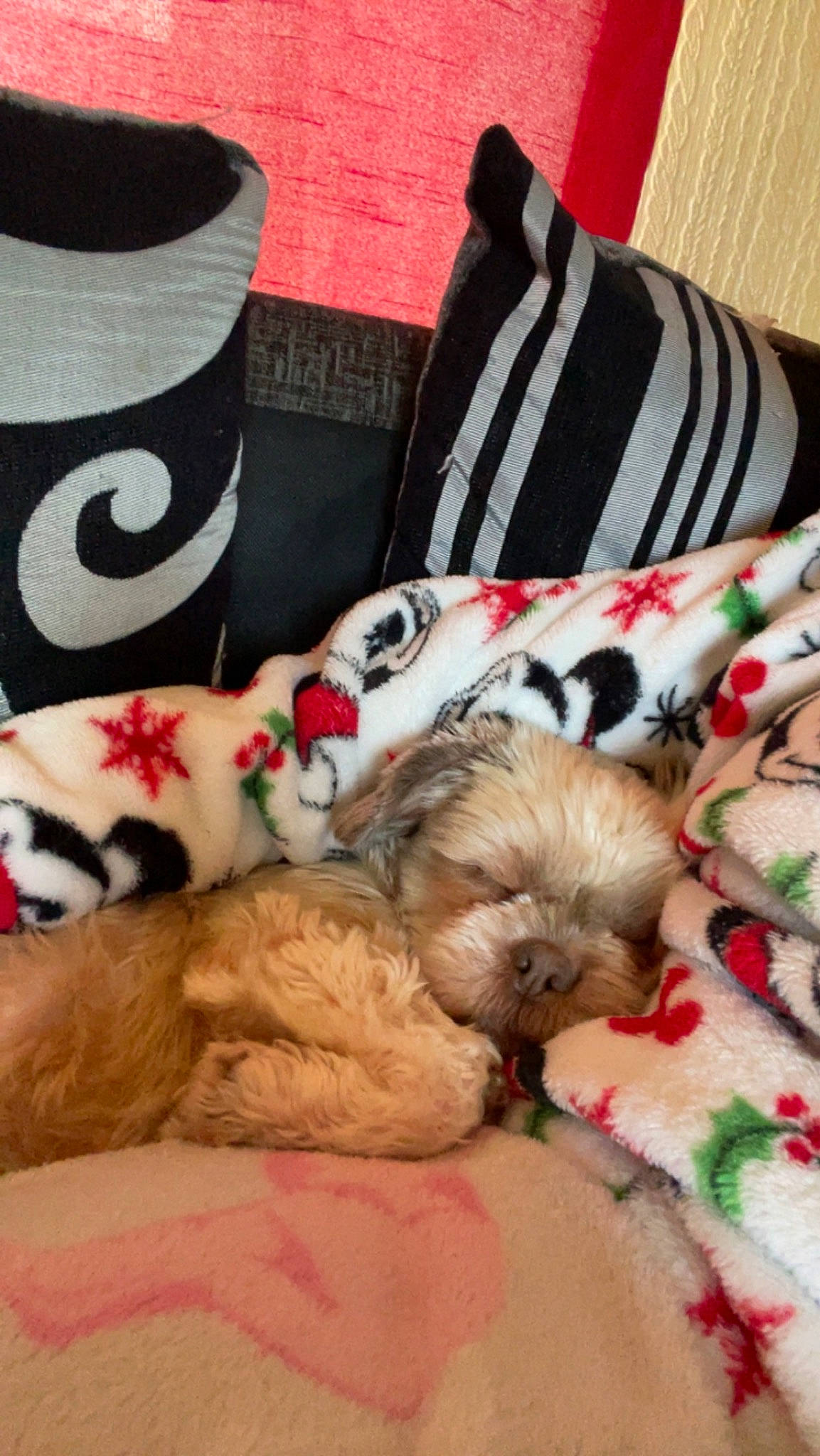 Stella is registered to the contest to win money with this photo: bag, carnivore, comfort, companion_dog, couch, dog, dog_bed, dog_breed, dog_supply, fawn, felidae, linens, liver, pattern, small_to_medium_sized_cats, snout, sporting_group, textile, toy_dog, whiskers