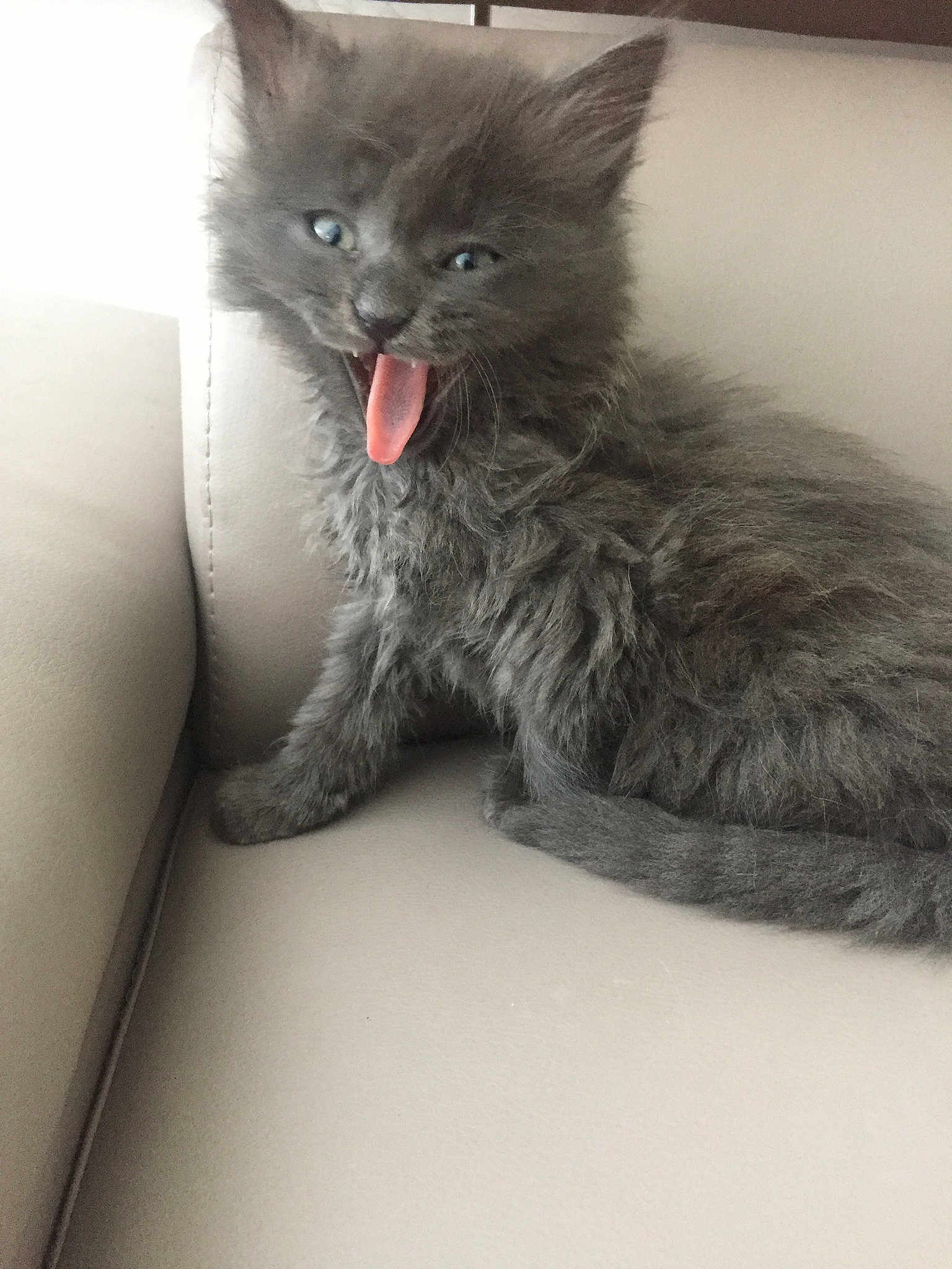 Marcel