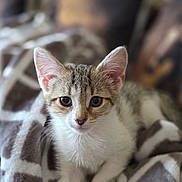 Gracie joined the competition — help win amazing prizes! animal, blanket, cat, closeup, cozy, cute, cute_pet, domestic_animal, ears, eyes, feline, fur, indoor, kitten, pet, portrait, resting, soft, whiskers, young