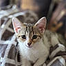 animal, blanket, cat, closeup, cozy, cute, cute_pet, domestic_animal, ears, eyes, feline, fur, indoor, kitten, pet, portrait, resting, soft, whiskers, young