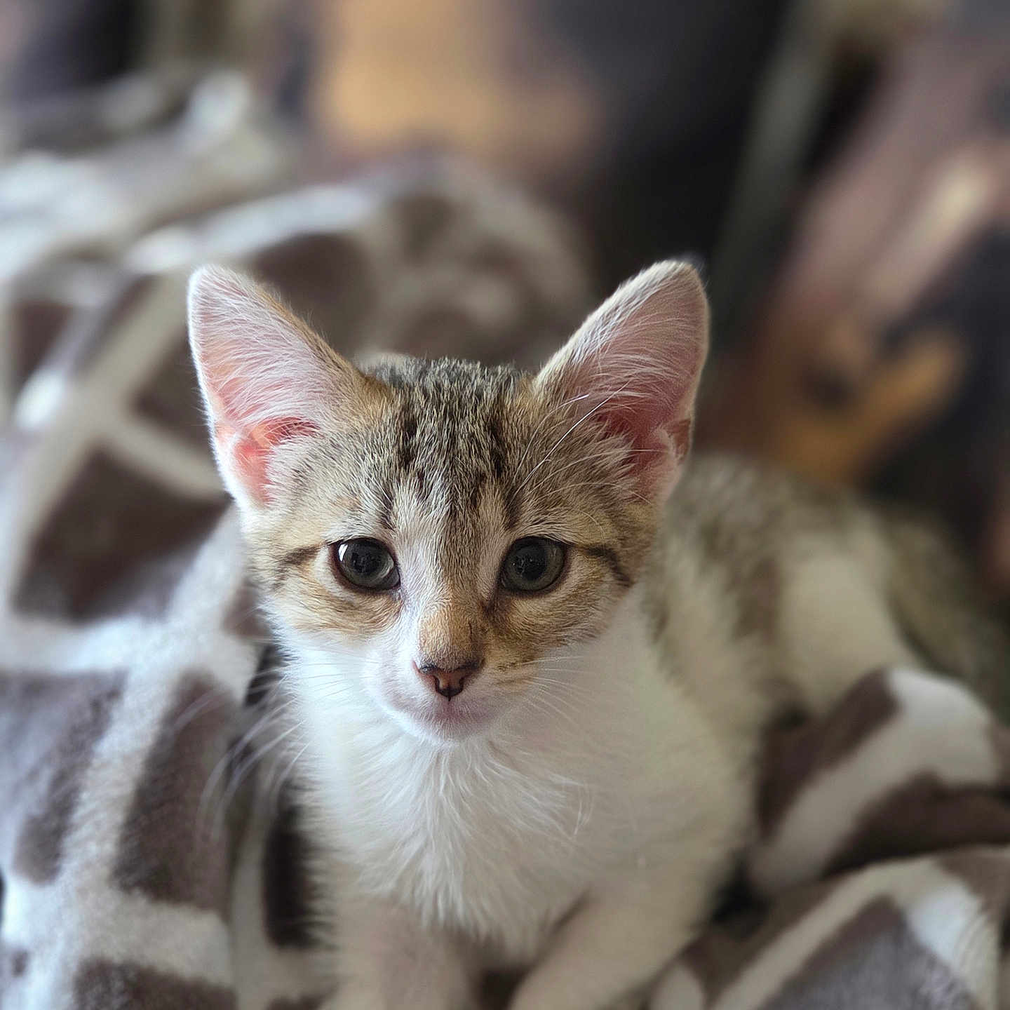 Gracie