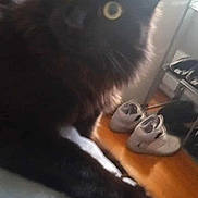 Mischief is registered to the contest to win money with this photo: black_cat, cat, pet, indoor, furniture, shoes, yellow_eyes, curious, soft_surface, domestic_animal, animal, cute, furry, close_up, blurred, household, relaxed, looking_at_camera, cozy, floor