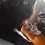 black_cat, cat, pet, indoor, furniture, shoes, yellow_eyes, curious, soft_surface, domestic_animal, animal, cute, furry, close_up, blurred, household, relaxed, looking_at_camera, cozy, floor