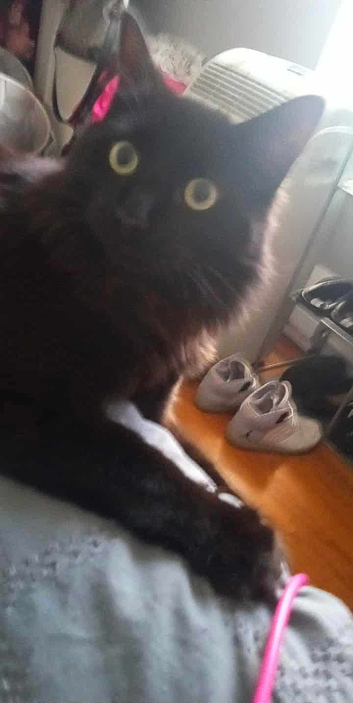 Mischief