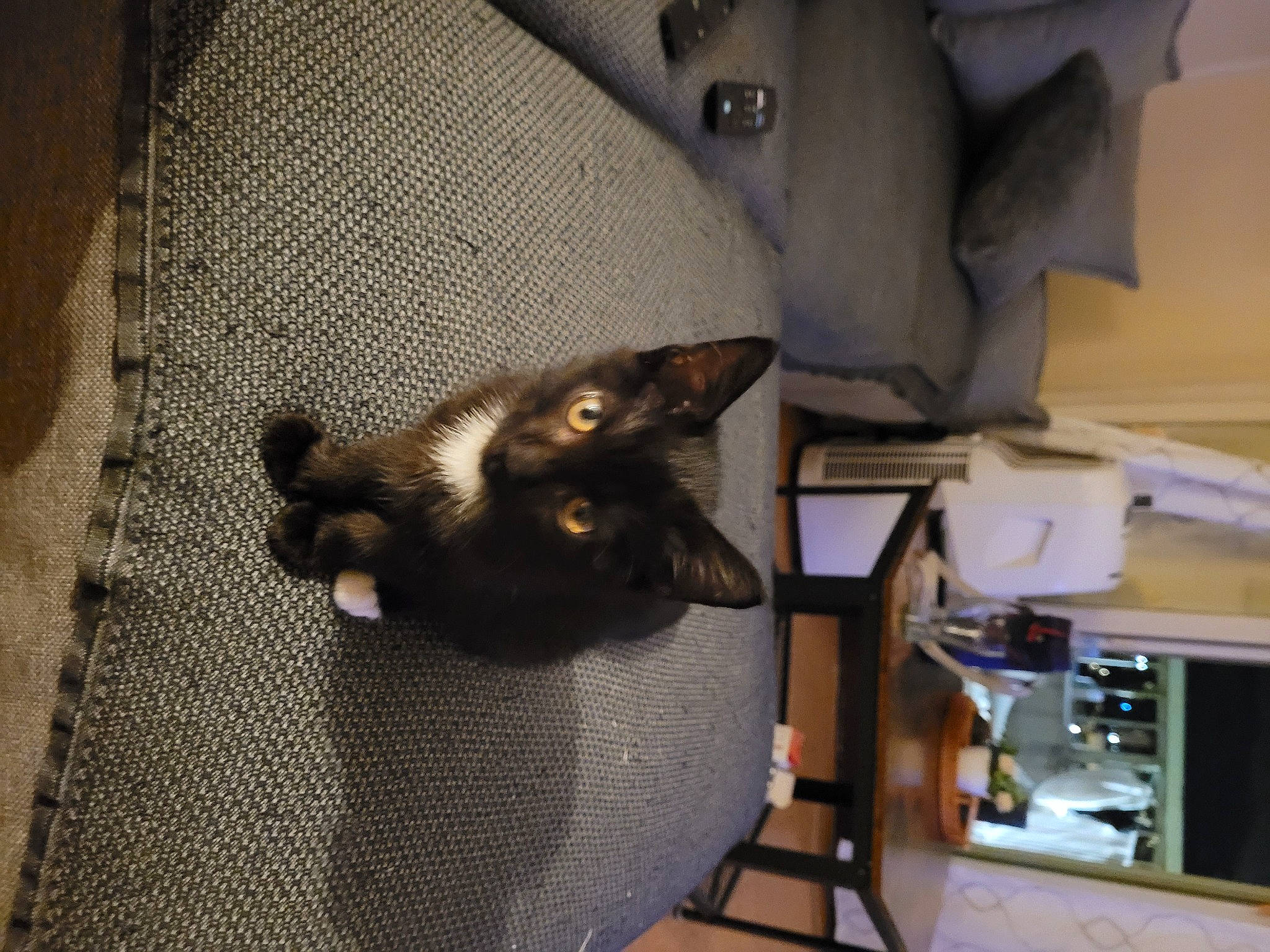 Baghera participe au concours pour gagner de l'argent avec cette photo : canidae, carnivore, cat, cat_supply, claw, comfort, domestic_short_haired_cat, felidae, fur, grey, room, small_to_medium_sized_cats, tail, whiskers