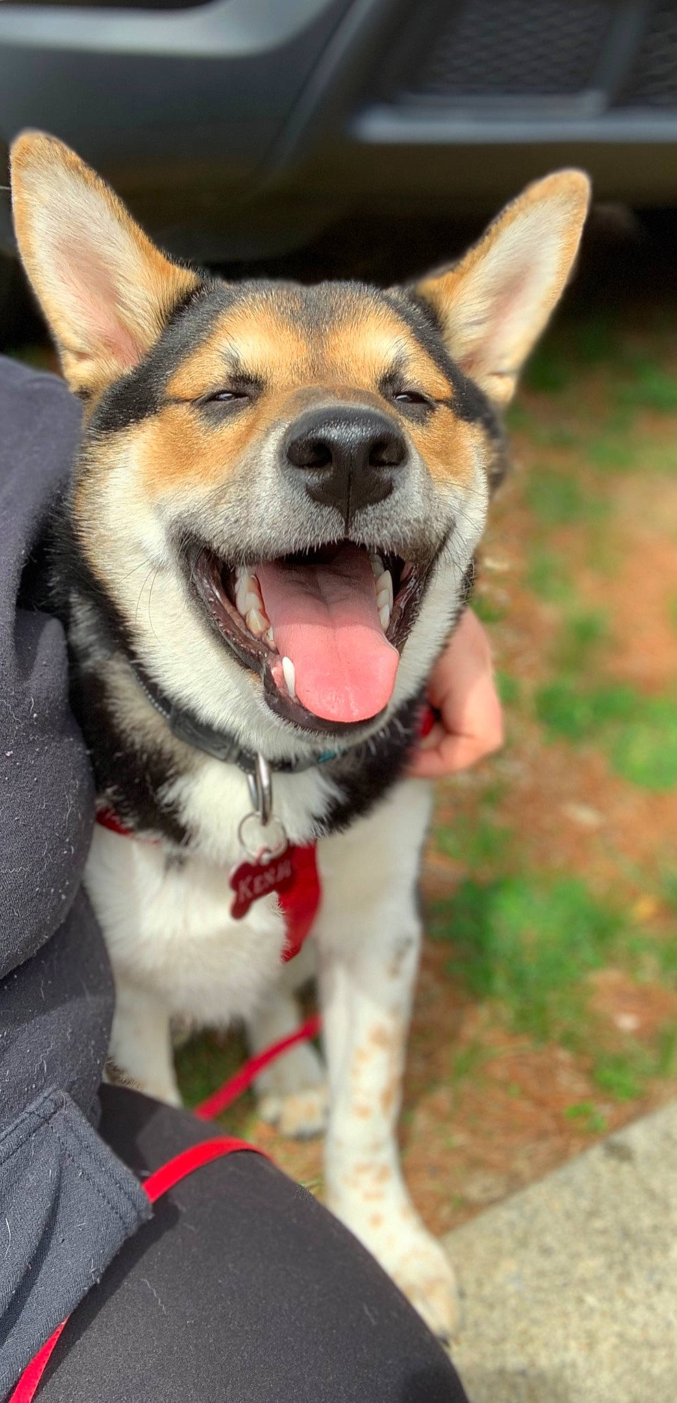 Kenji joined the competition — help win amazing prizes! canidae, carnivore, collar, dog, dog_breed, dog_collar, facial_expression, fur, hunting_dog, jaw, leash, pet_supply, photography, snapshot, snout, sporting_group, tongue, tooth, vertebrate, whiskers