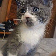 Peanut joined the competition — help win amazing prizes! kitten, cat, gray, white, indoor, pet, animal, whiskers, feline, curious, young, cute, closeup, fur, ears, eyes, nose, bed, home, soft