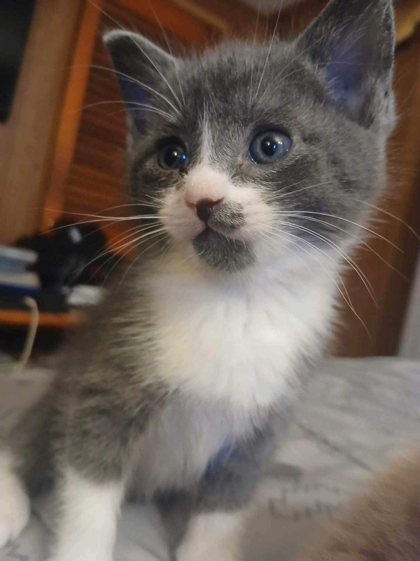 Peanut joined the competition — help win amazing prizes! kitten, cat, gray, white, indoor, pet, animal, whiskers, feline, curious, young, cute, closeup, fur, ears, eyes, nose, bed, home, soft