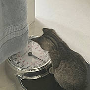 Stormy joined the competition — help win amazing prizes! animal, black, cat, closeup, curious, dial, floor, gray, home, indoor, kitten, metal, pet, scale, shiny, sitting, small, striped, tabby, vintage