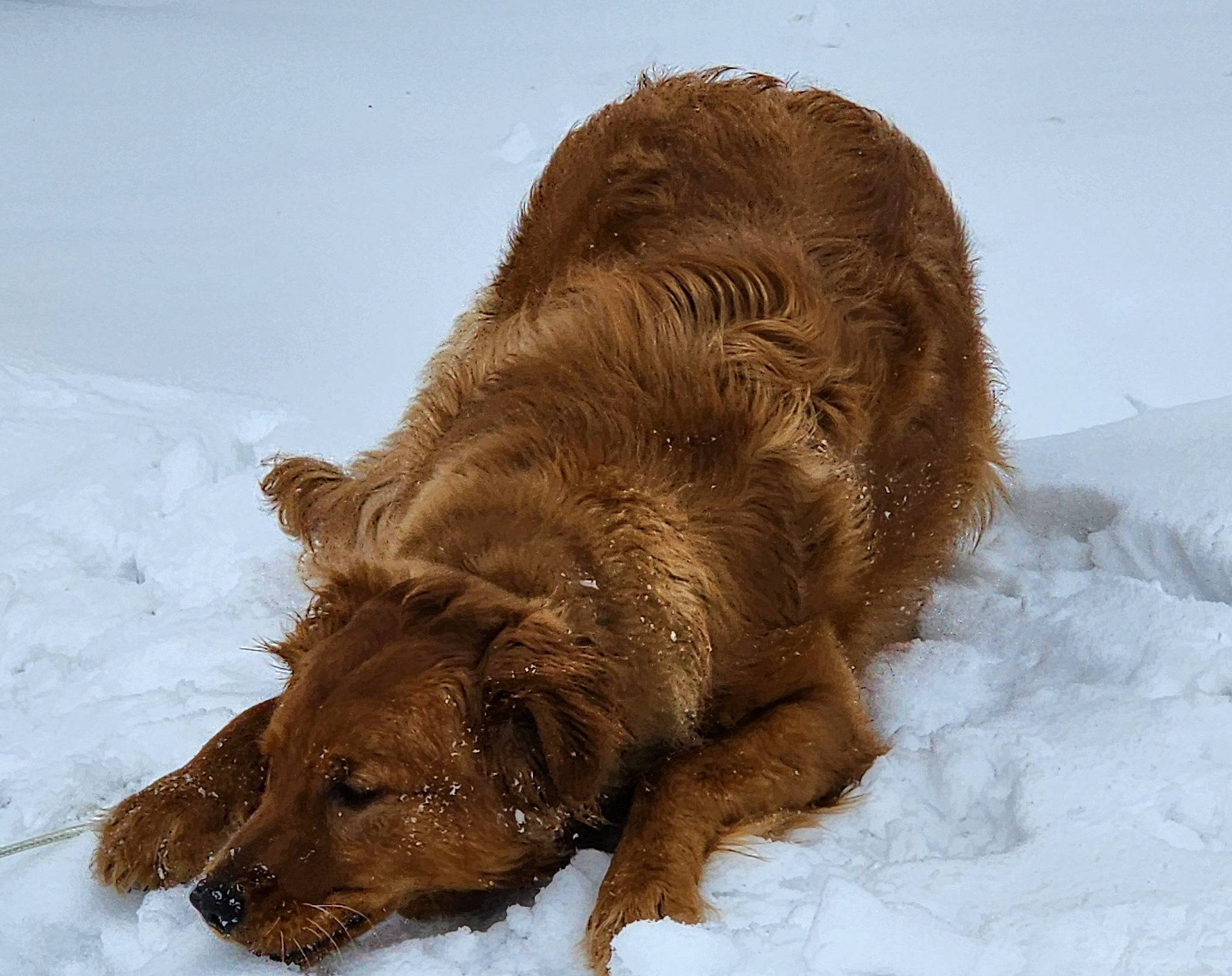 Remington joined the competition — help win amazing prizes! carnivore, companion_dog, dog, dog_breed, fur, gun_dog, kodiak_bear, liver, natural_material, retriever, snow, spaniel, sporting_group, terrestrial_animal, winter, working_animal