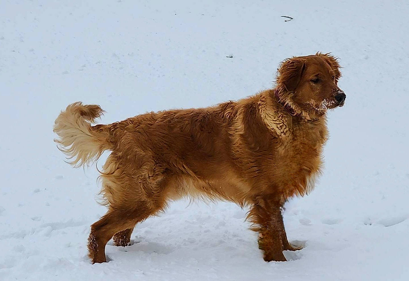 Remington joined the competition — help win amazing prizes! ancient_dog_breeds, canidae, carnivore, companion_dog, dog, dog_breed, durango_boot, fawn, fur, gun_dog, hunting_dog, liver, retriever, snout, snow, sporting_group, tail, winter, working_animal, working_dog