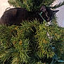 black_cat, christmas_tree, greenery, indoor, holiday, pet, animal, fur, branch, pine_needles, decorations, christmas_lights, curious, cute, feline, cozy, nature, closeup, playful, hidden