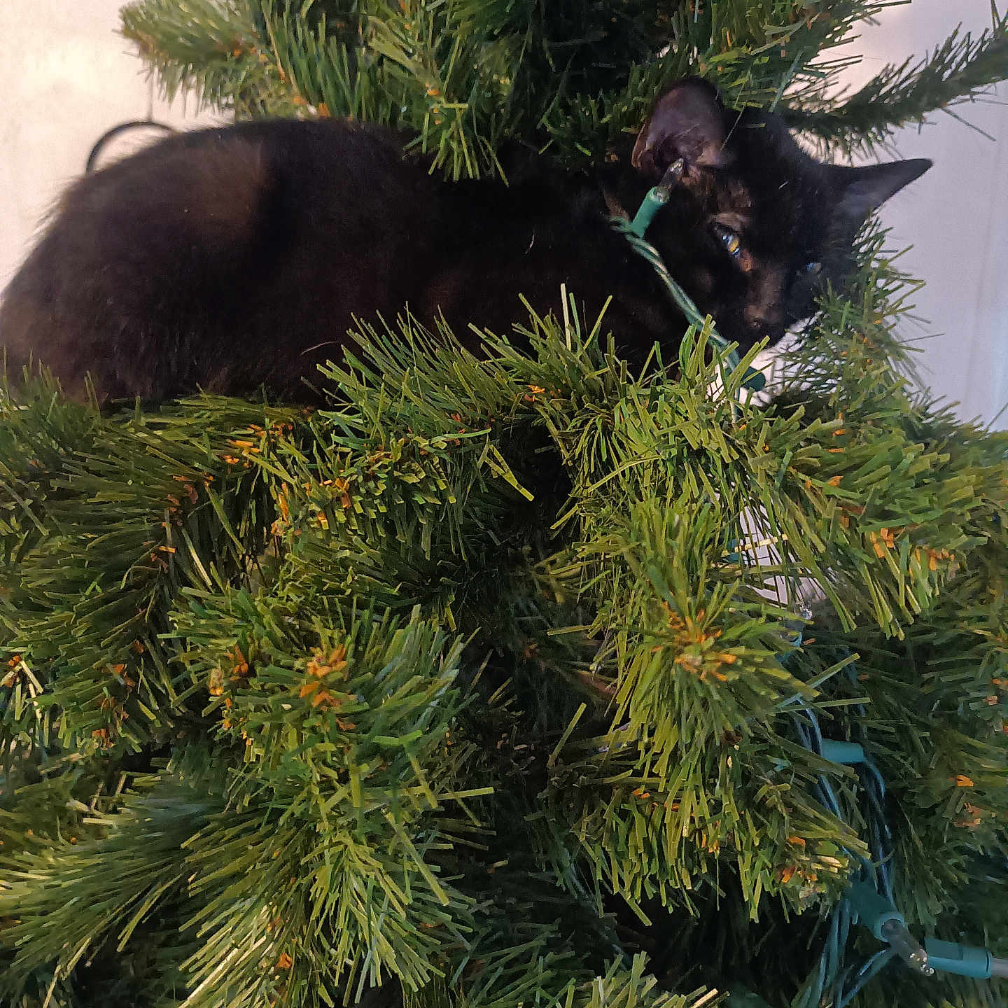 Chicken is registered to the contest to win money with this photo: animal, black_cat, branch, christmas_lights, christmas_tree, closeup, cozy, curious, cute, decorations, feline, fur, greenery, hidden, holiday, indoor, nature, pet, pine_needles, playful