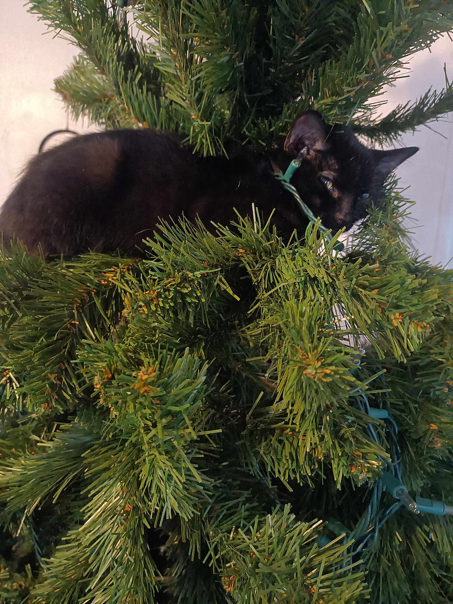 Chicken is registered to the contest to win money with this photo: black_cat, christmas_tree, greenery, indoor, holiday, pet, animal, fur, branch, pine_needles, decorations, christmas_lights, curious, cute, feline, cozy, nature, closeup, playful, hidden