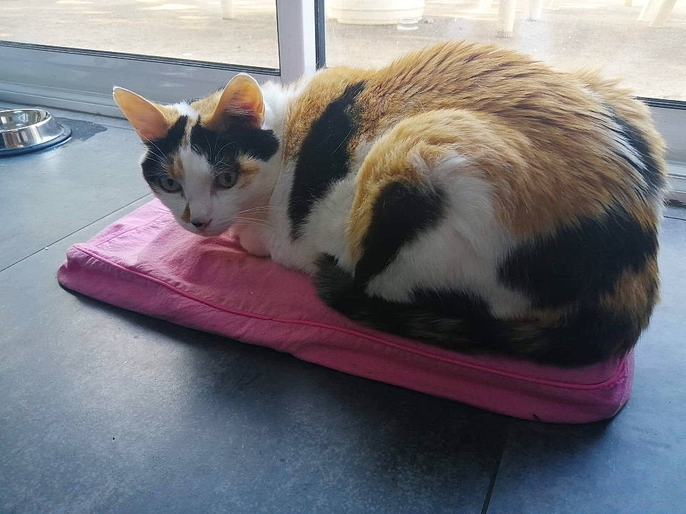 Ficelle participe au concours pour gagner de l'argent avec cette photo : carnivore, cat, cat_supply, claw, comfort, domestic_short_haired_cat, felidae, flooring, fur, hardwood, paw, pet_supply, plant, small_to_medium_sized_cats, snout, tail, tree, whiskers, window, wood