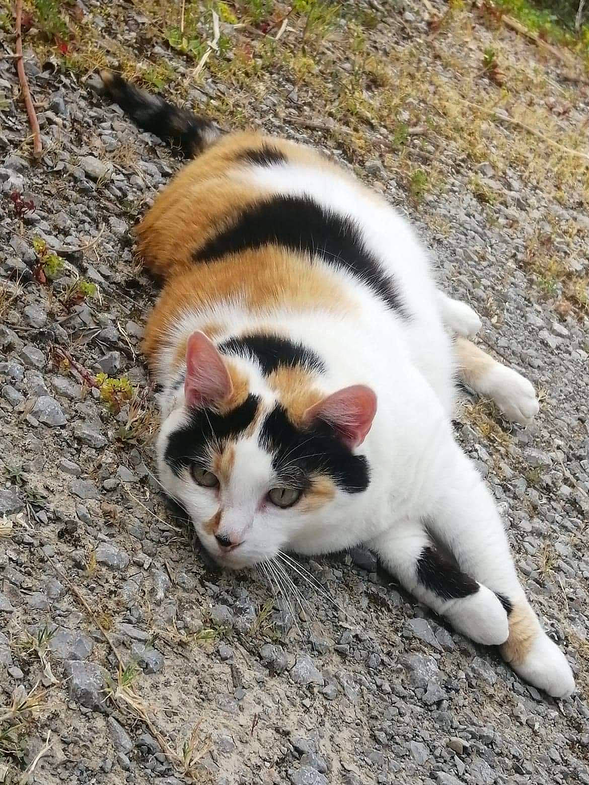 Ficelle a rejoint le concours — aidez-le/la à gagner de superbes lots ! carnivore, cat, domestic_short_haired_cat, fawn, felidae, fur, grass, paw, sand, small_to_medium_sized_cats, snout, tail, terrestrial_animal, whiskers, wildlife, wood