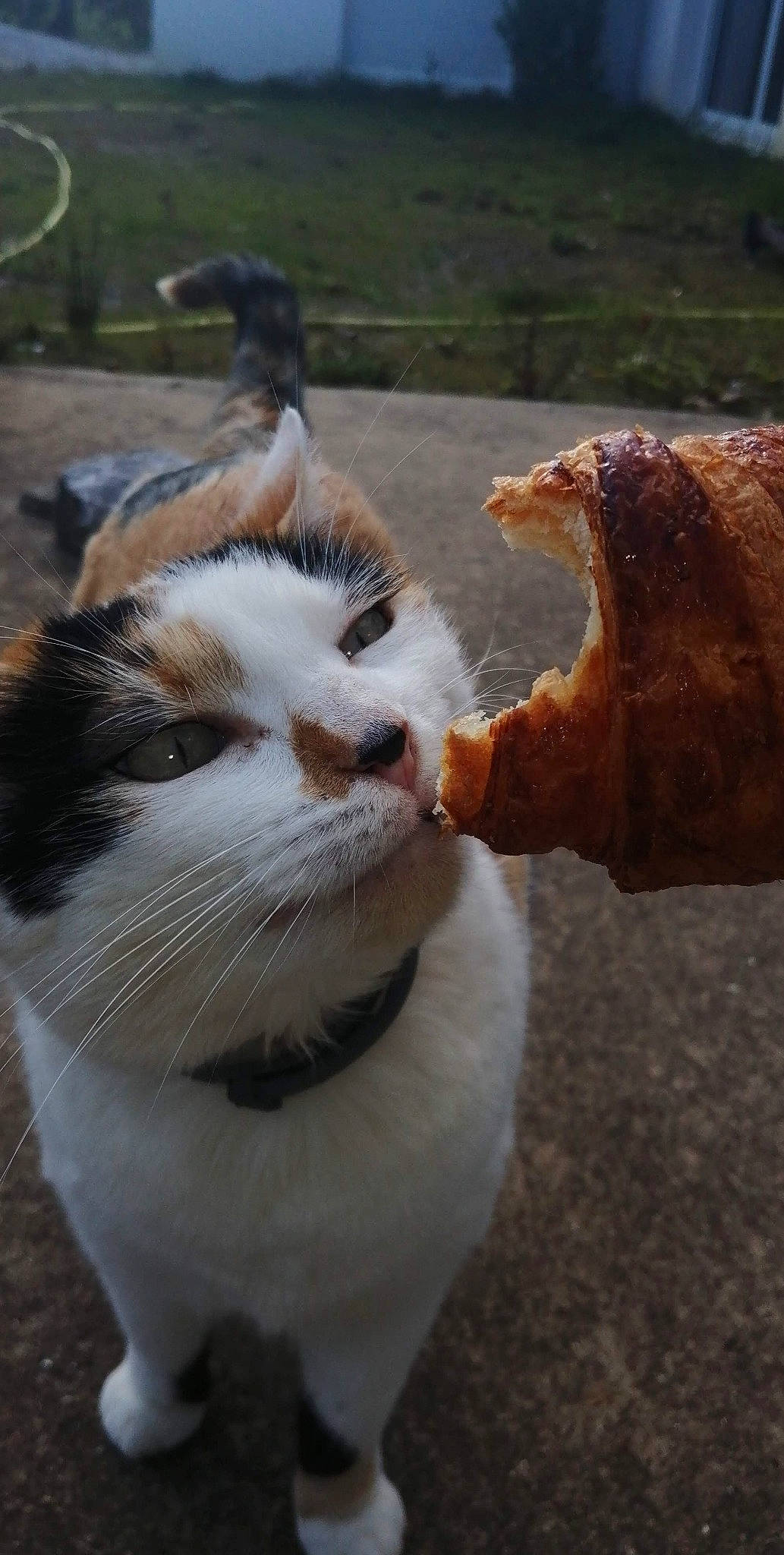 Ficelle participe au concours pour gagner de l'argent avec cette photo : canidae, carnivore, cat, claw, domestic_short_haired_cat, fawn, felidae, fur, grass, human_leg, paw, small_to_medium_sized_cats, snout, tail, terrestrial_animal, tree, vertebrate, whiskers, wildlife, wood