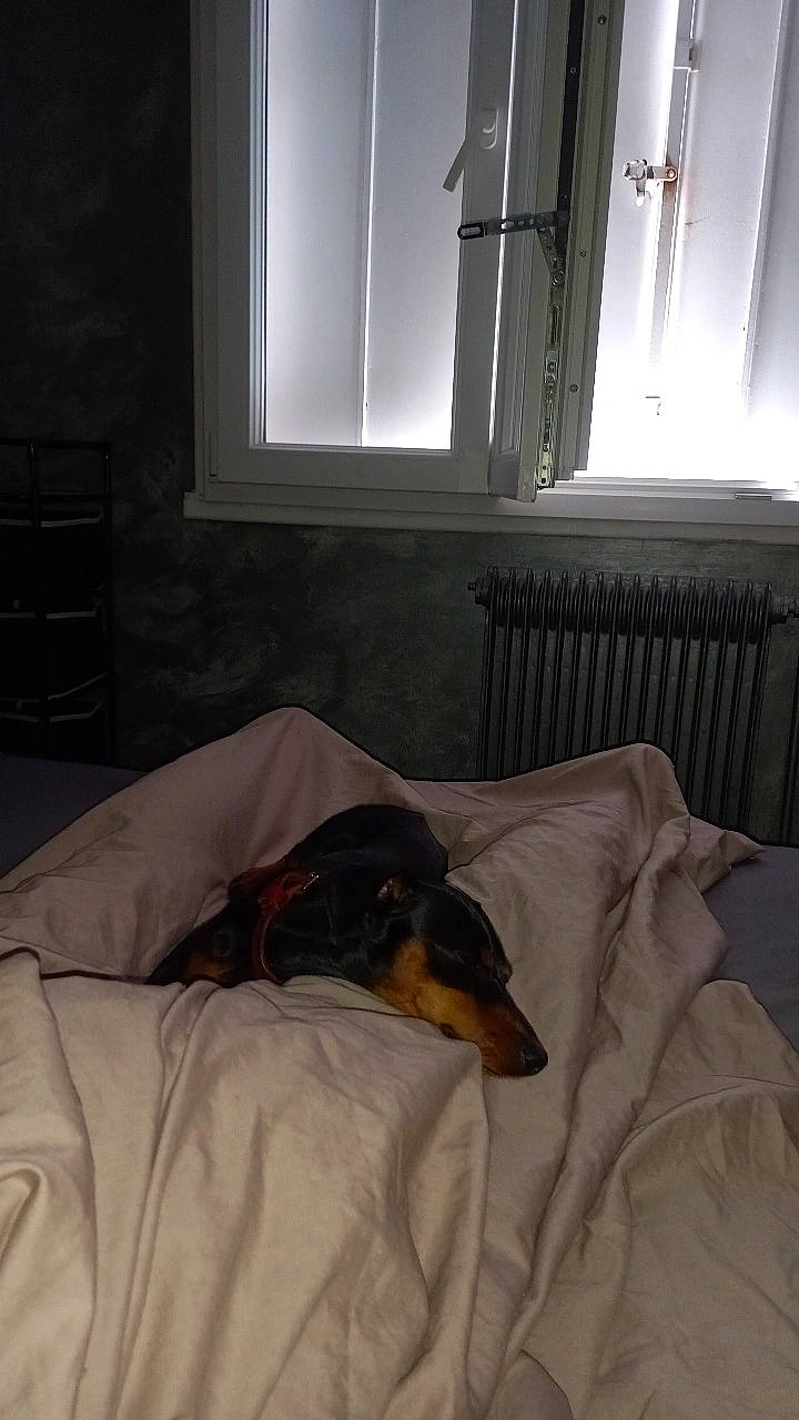 Prune participe au concours pour gagner de l'argent avec cette photo : bed_sheet, bedding, bedroom, carnivore, comfort, companion_dog, dog, dog_breed, fawn, floor, flooring, hardwood, interior_design, linens, room, sporting_group, textile, tints_and_shades, window, window_treatment