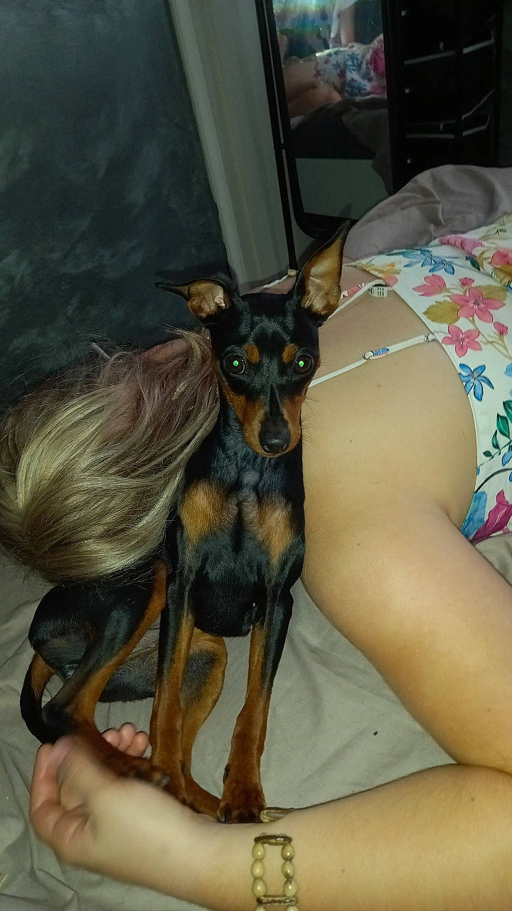 Prune a rejoint le concours — aidez-le/la à gagner de superbes lots ! art, canidae, carnivore, comfort, companion_dog, dog, dog_breed, ear, fawn, fur, human_leg, paw, pinscher, prazsky_krysarik, snout, sporting_group, thigh, toy_dog, whiskers, working_animal