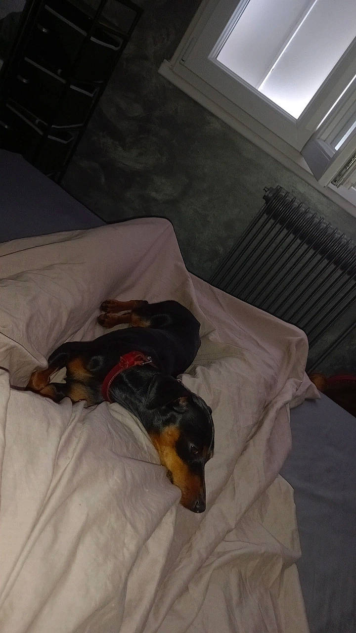 Prune participe au concours pour gagner de l'argent avec cette photo : bed, canidae, carnivore, comfort, companion_dog, couch, dog, dog_breed, flooring, fur, guard_dog, hardwood, linens, nap, pinscher, room, scent_hound, sporting_group, toy_dog, vertebrate