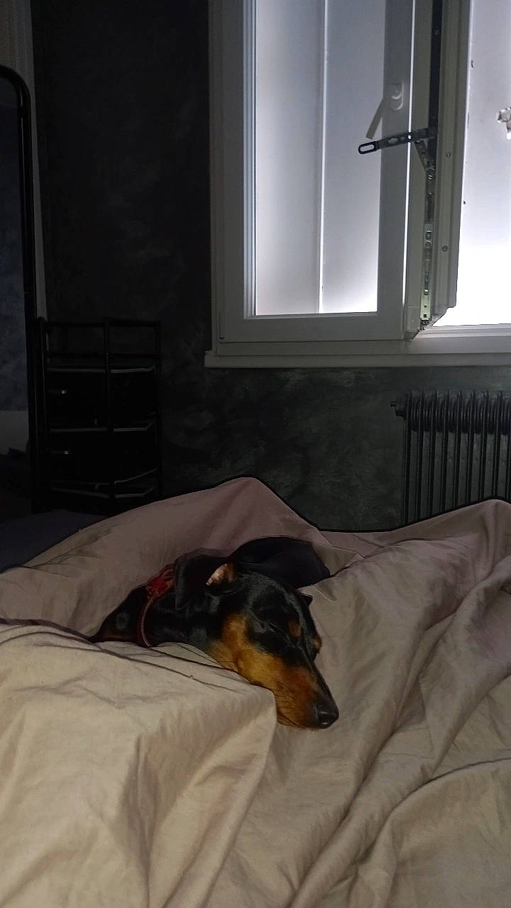 Prune a rejoint le concours — aidez-le/la à gagner de superbes lots ! blanket, canidae, carnivore, comfort, companion_dog, couch, dog, dog_breed, floor, flooring, grey, hardwood, linens, nap, room, sitting, sporting_group, tail, window, wood