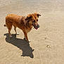 animal, beach, brown_dog, canine, daytime, dog, fur, mammal, nature, outdoor, paw_prints, pet, playful, sand, shadow, standing, summer, sunny, tongue_out, walking