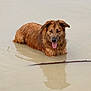 animal, brown_fur, canine, dog, fur, mammal, muddy_water, nature, outdoor, pet, playful, pond, reflection, relaxed, shallow_water, stick, summer, tongue_out, water, wet