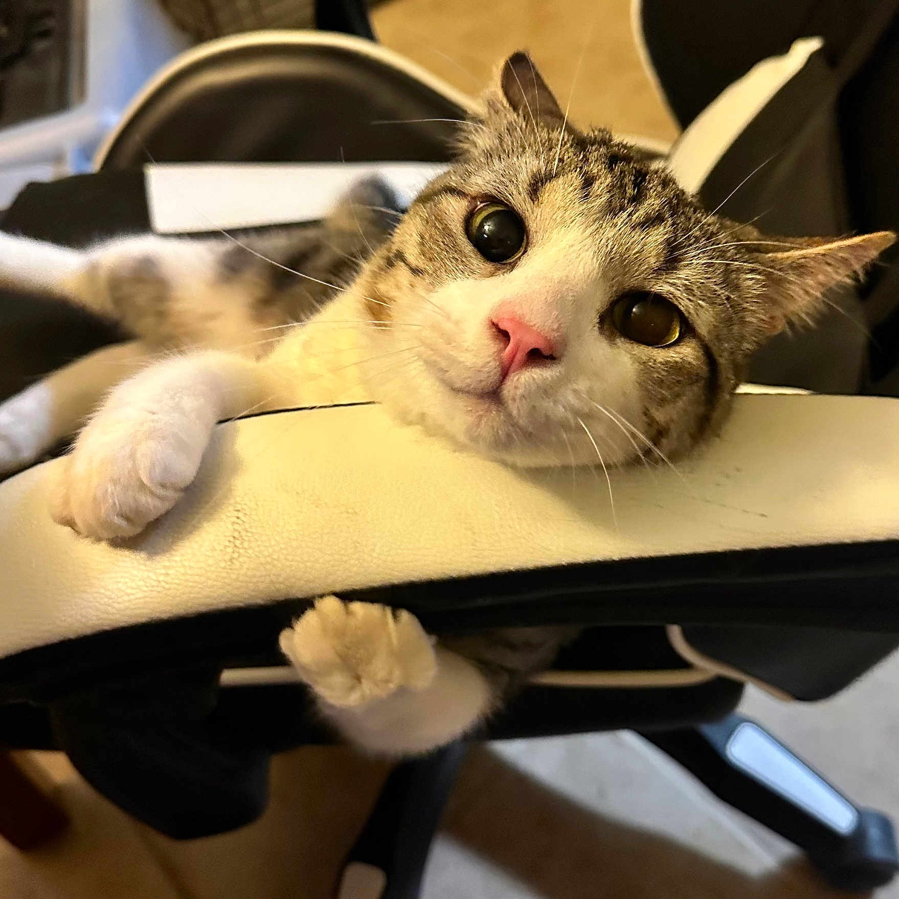 Count Meowcula joined the competition — help win amazing prizes! armrest, big_eyes, brown_fur, cat, chair, close_up, curious, feline, gaming_chair, home, indoor, paw, paws, pet, pink_nose, portrait, relaxed, tabby_cat, whiskers, white_fur