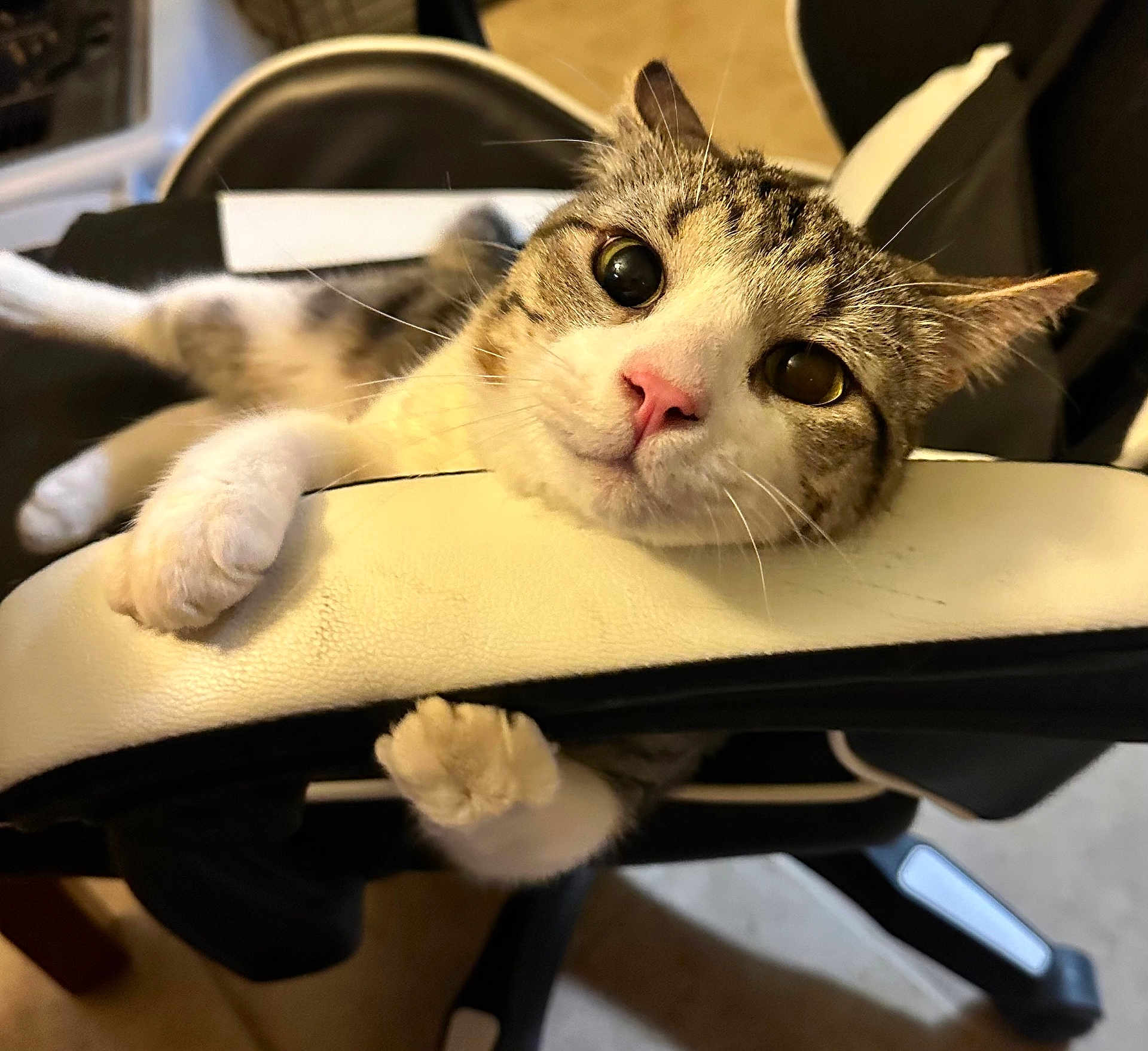 Count Meowcula joined the competition — help win amazing prizes! cat, tabby_cat, pet, feline, whiskers, pink_nose, paw, paws, armrest, chair, gaming_chair, close_up, portrait, relaxed, curious, indoor, white_fur, brown_fur, big_eyes, home