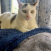 Louie joined the competition — help win amazing prizes! animal, blanket, cat, close_up, cozy, curtains, domestic, ears, fabric, feline, fur, gray_spots, indoor, pet, relaxed, resting, soft_light, whiskers, white_cat, window